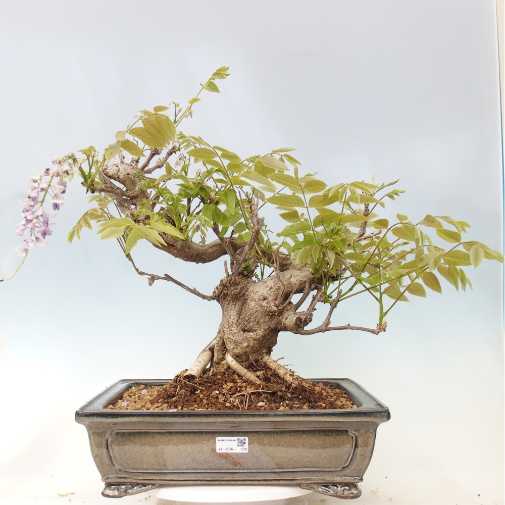 Outdoor bonsai - Wisteria floribunda