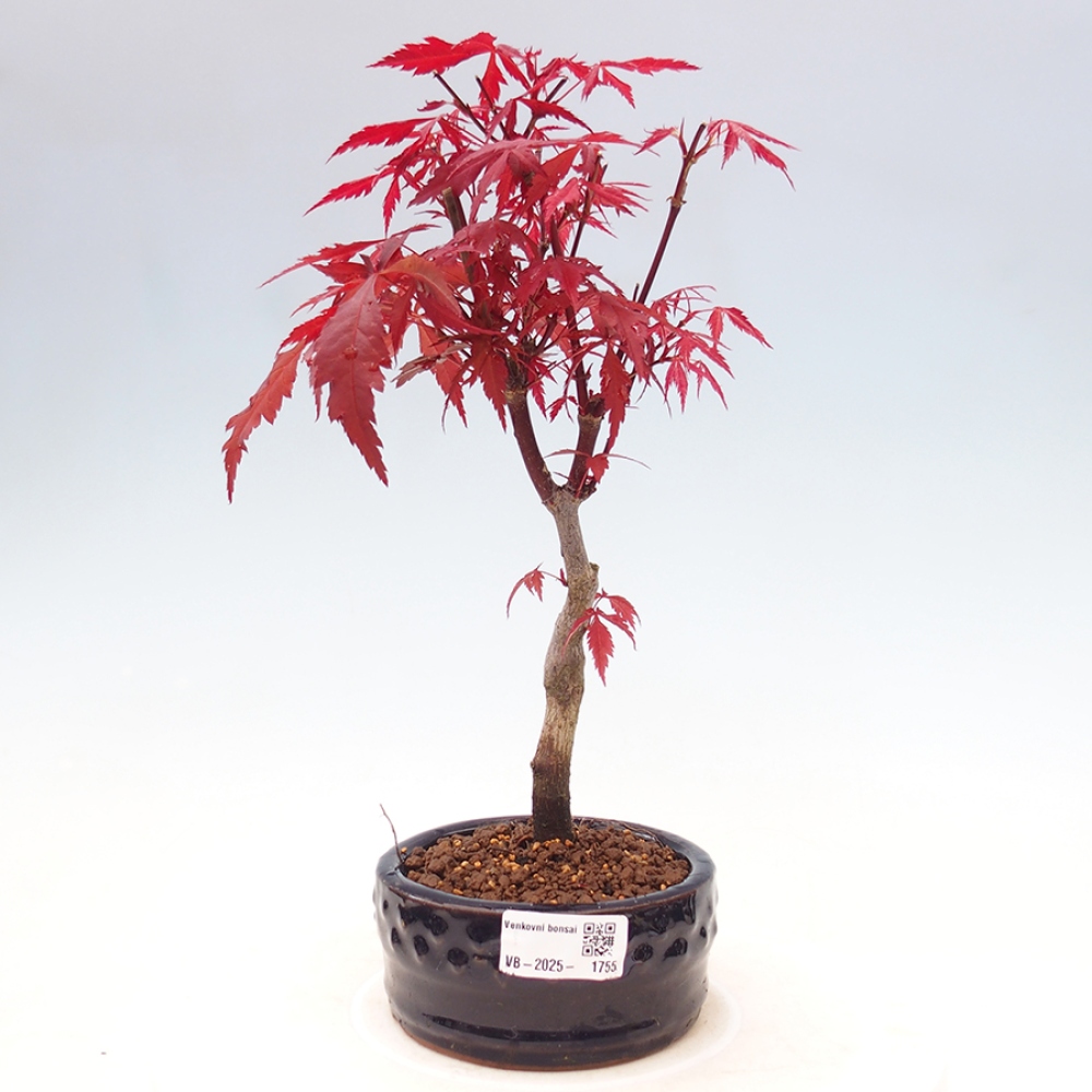 Bonsai zewnętrzne - palma Acer. Klon Atropurpureum-Palmleaf