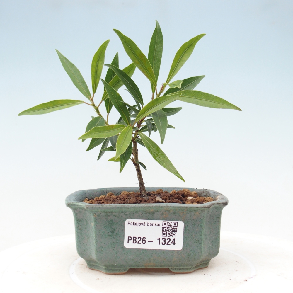 Pokój bonsai - Ficus nerifolia - figowiec drobnolistny
