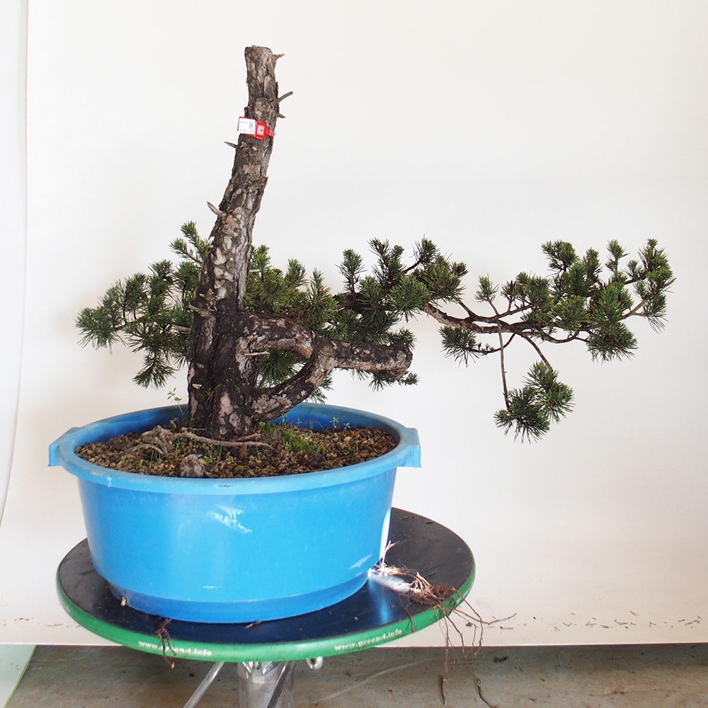 Yamadori - Pinus sylvestris Hiszpania