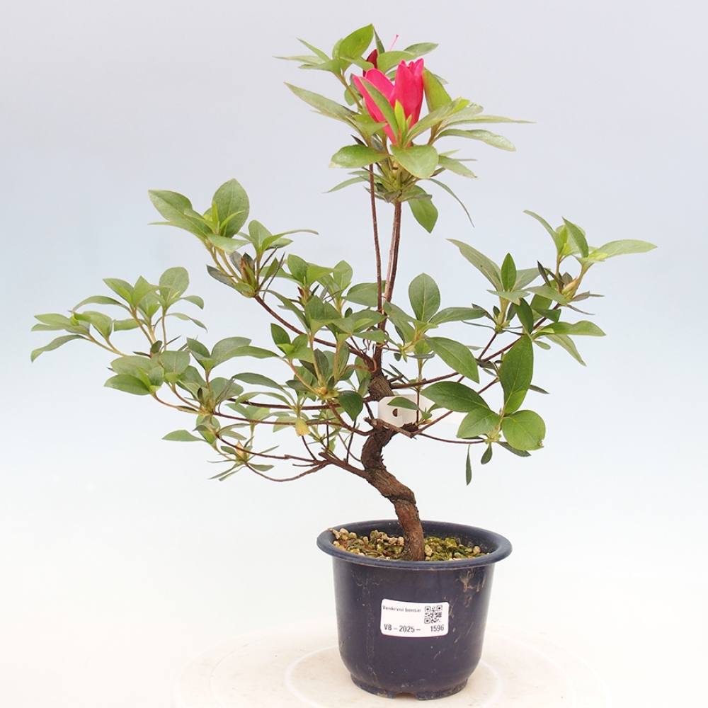 Bonsai zewnętrzne - Azalia japońska - Azalia Saien