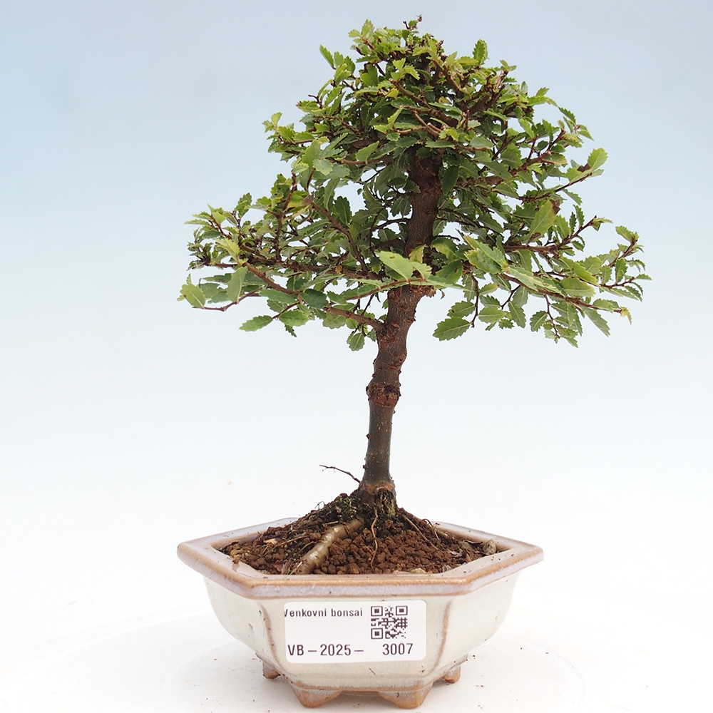 Bonsai zewnętrzne - Ulmus parvifolia Sagei - Wiąz drobnolistny