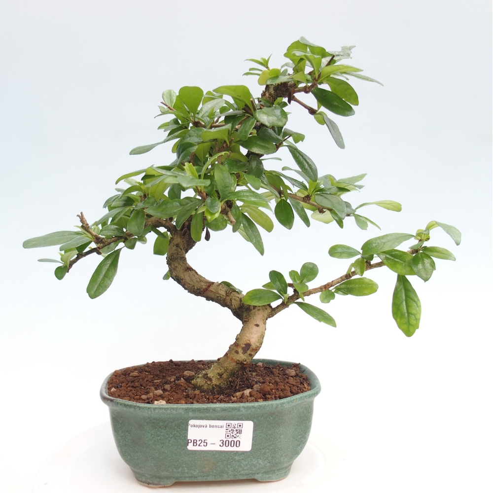 Bonsai wewnętrzne - Carmona makrophylla - Herbata Fuki