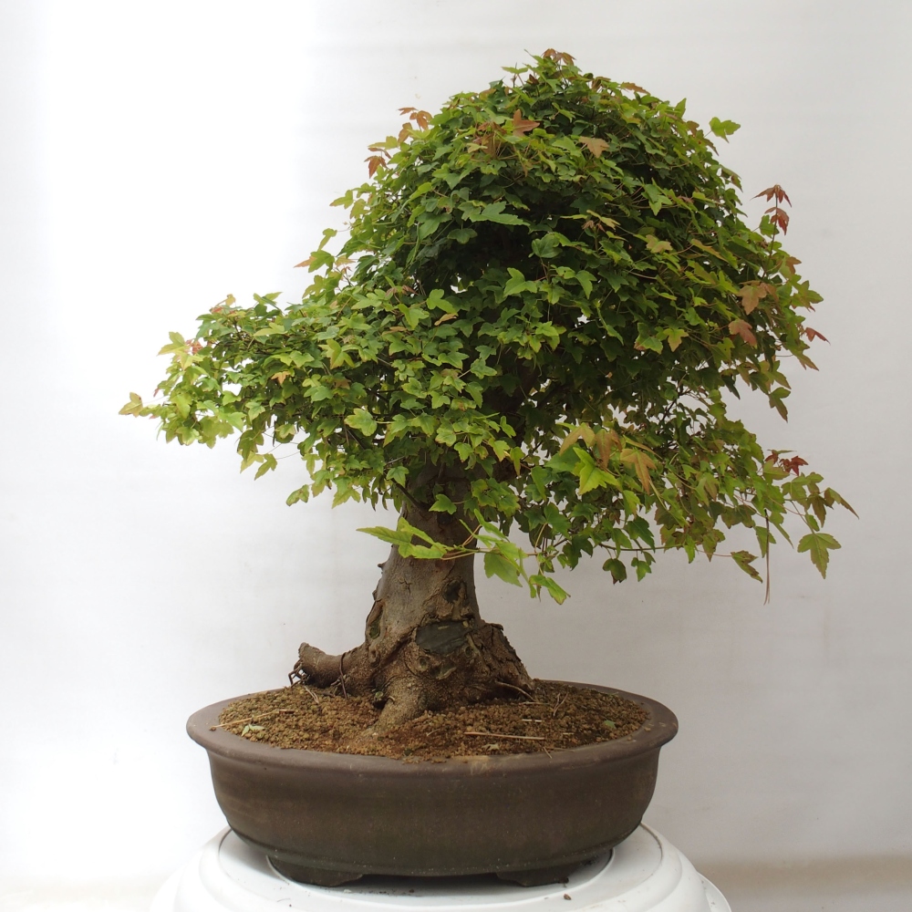 Outdoor bonsai - Maple Buergerianum - Burger Maple