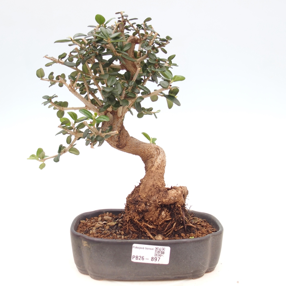 Bonsai do wnętrz - Olea europaea sylvestris