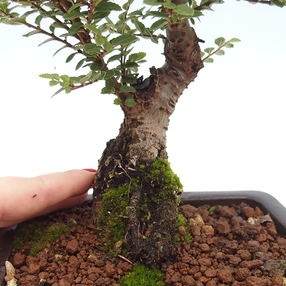 Bonsai zewnętrzne - Ulmus parvifolia Hokkaido - wiąz chiński