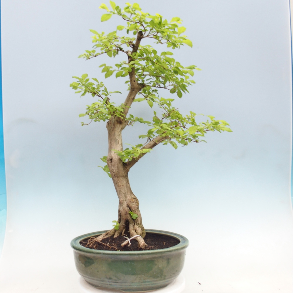 Bonsai pokojowe - Duranta erecta Aurea - WYŁĄCZNIE ODBIÓR OSOBISTY lub transport paletowy