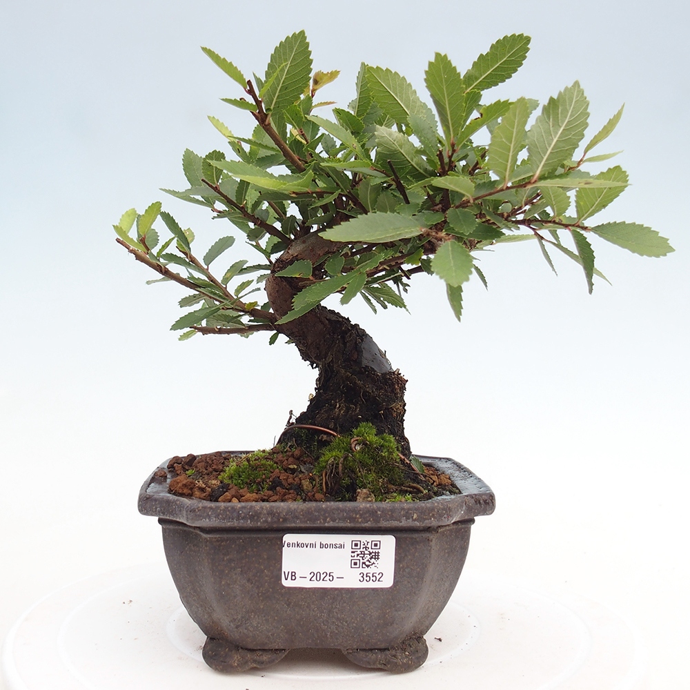Bonsai zewnętrzne - Zelkova - Zelkova NIRE