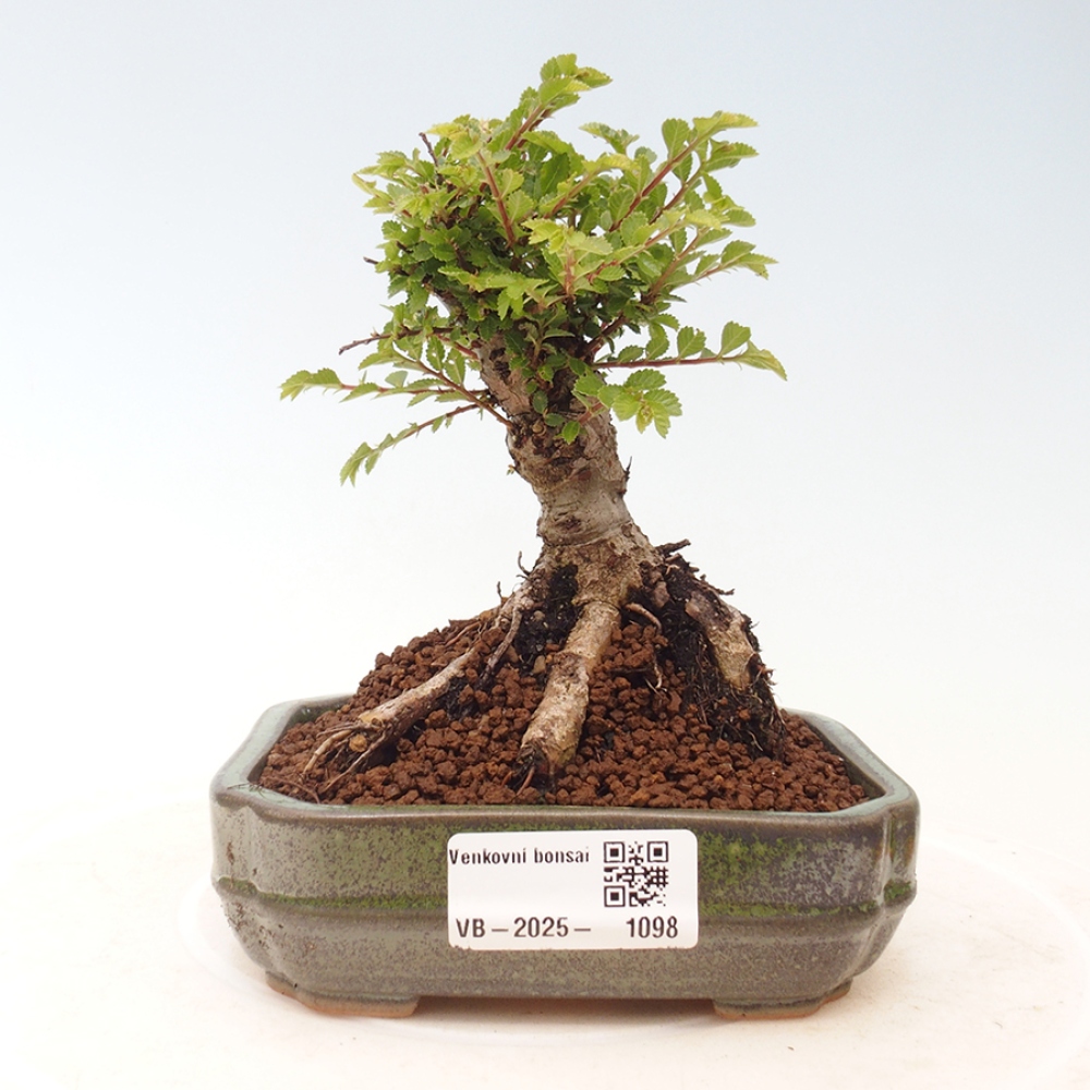 Bonsai zewnętrzne - Ulmus parvifolia Sagei - Wiąz drobnolistny
