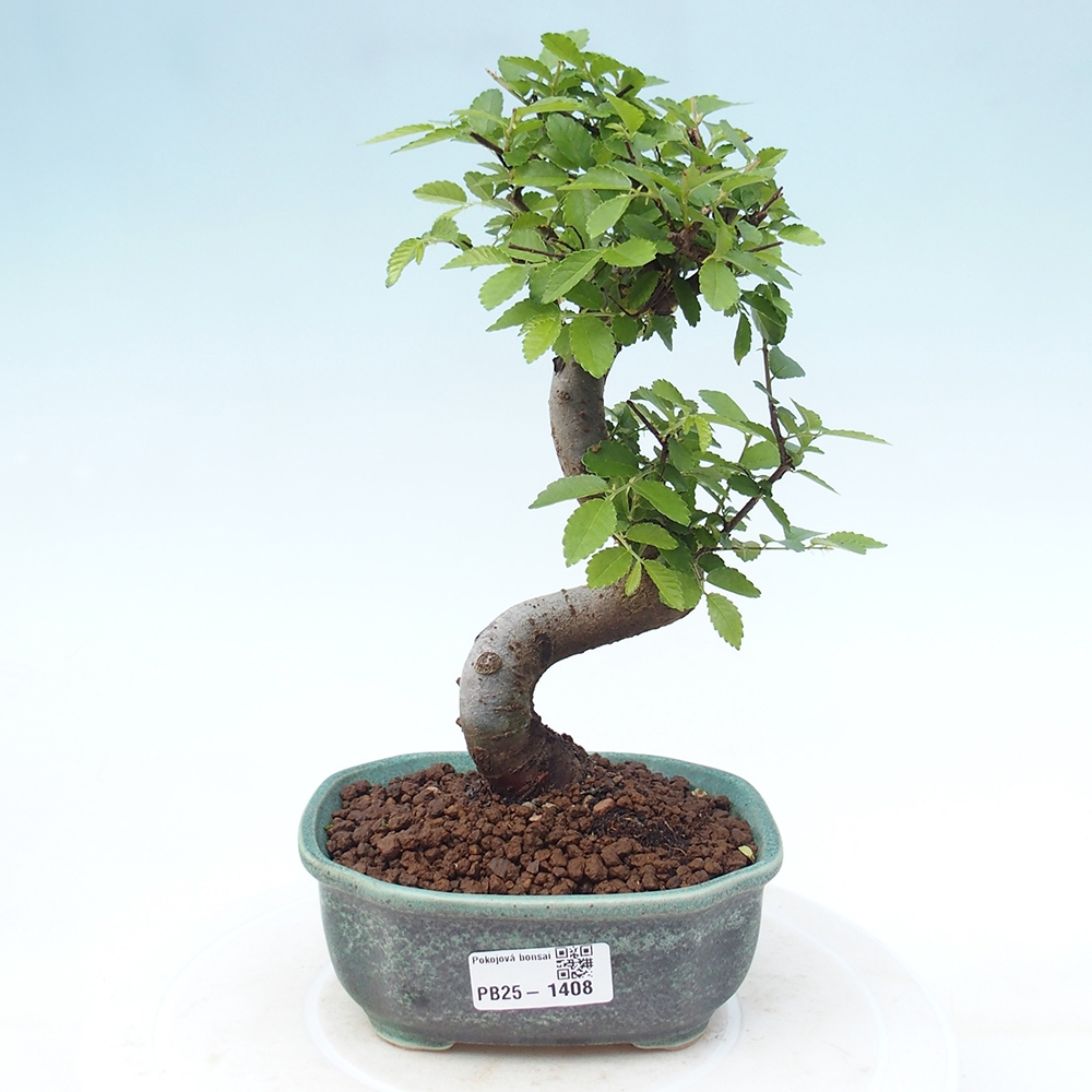 Bonsai wewnętrzne - Ulmus parvifolia - Wiąz drobnolistny