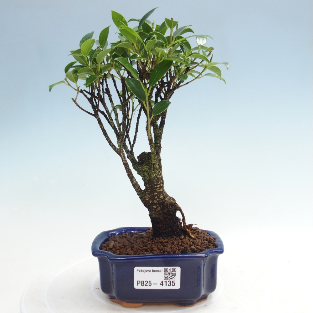 Pokój bonsai Ficus retusa kimmen