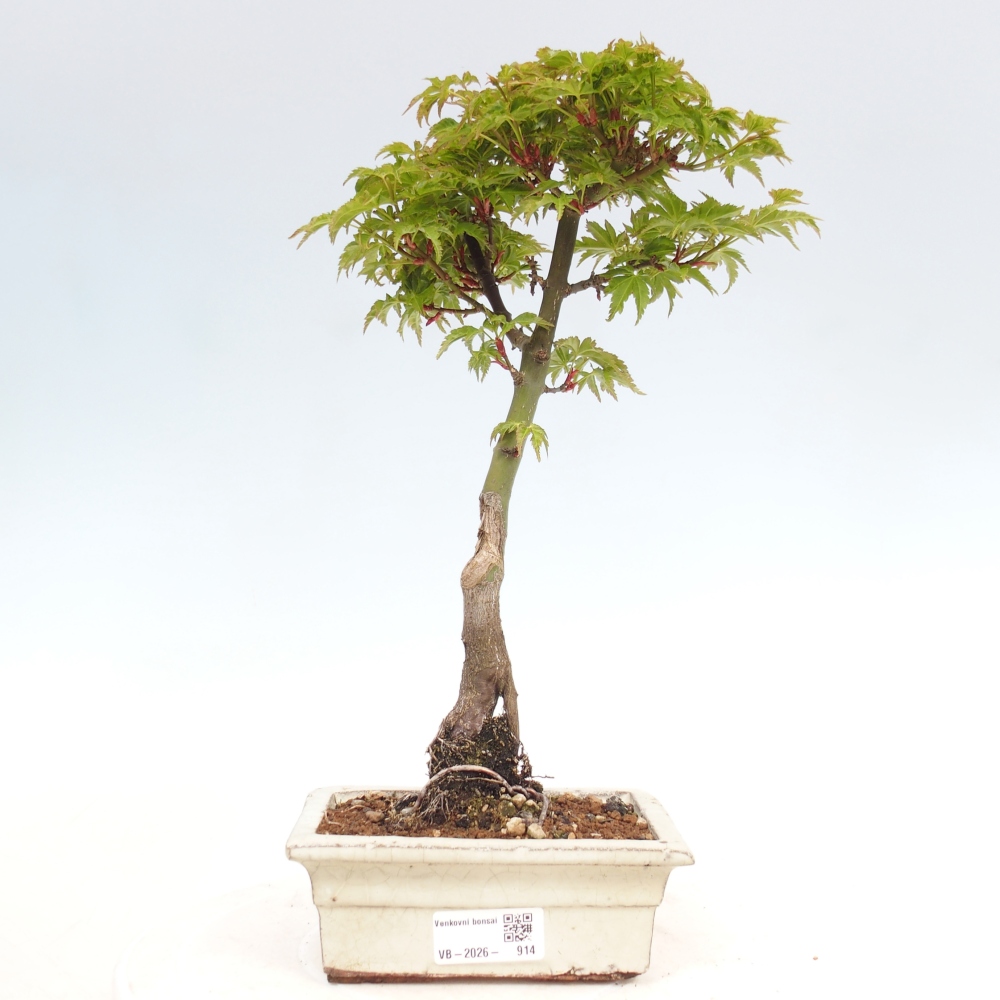 Outdoor bonsai - palma jaworowa Acer palmatum Shishigashira