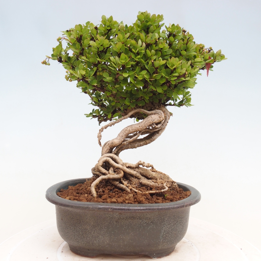 Bonsai zewnętrzne - Berberis coreana