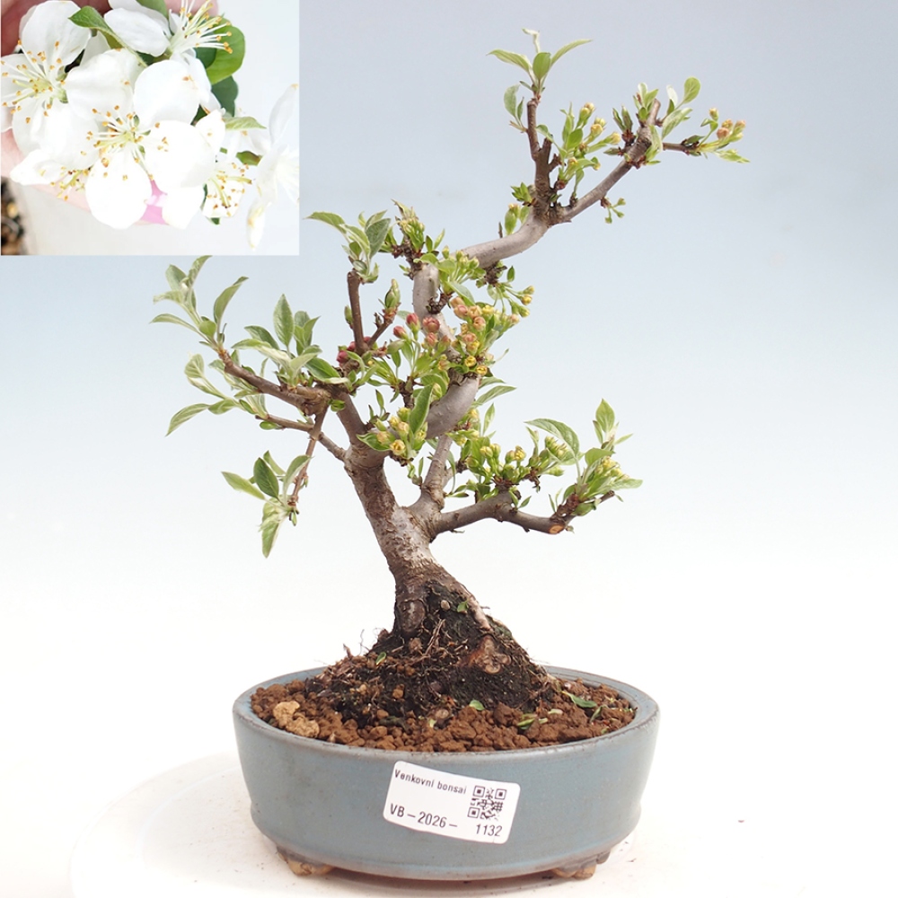 Outdoor bonsai - Malus sargentii - Jabłoń drobnoowocowa
