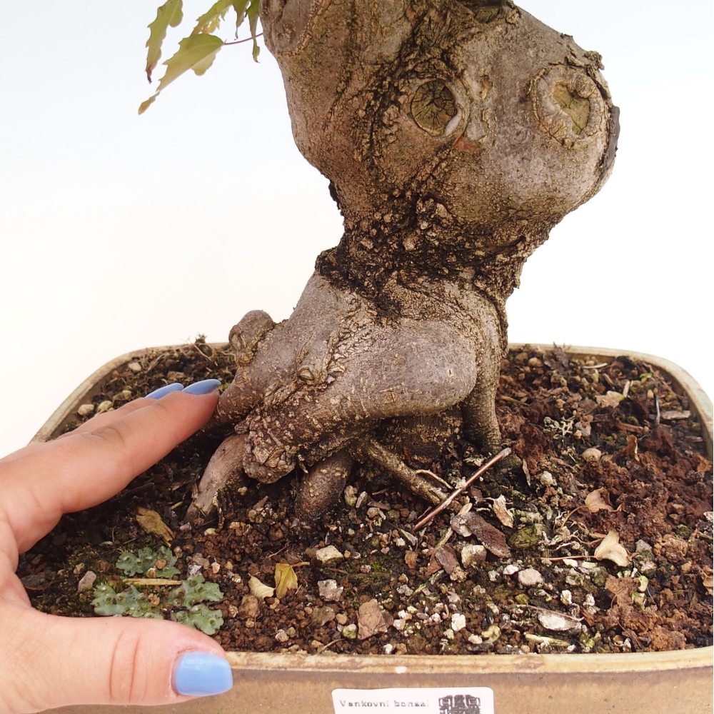 Outdoor bonsai - Maple Buergerianum - Burger Maple
