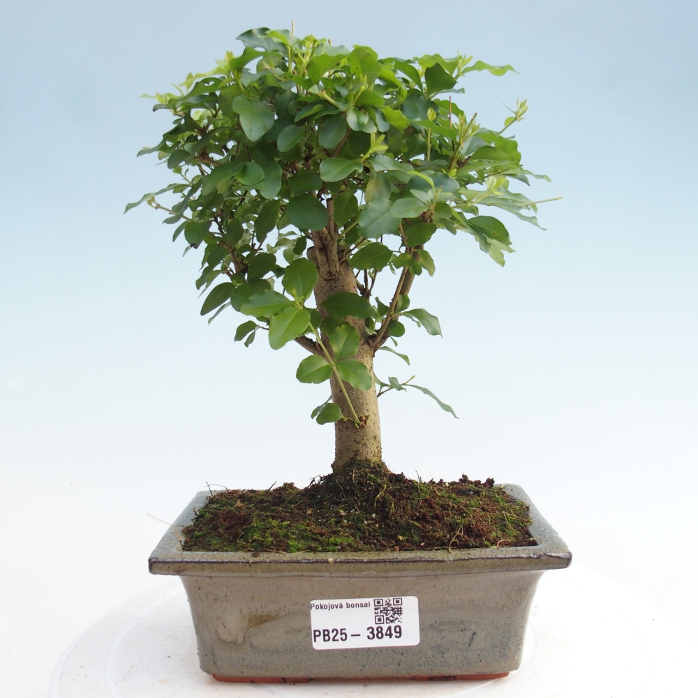 Pokój bonsai - Ligustrum chinensis - Dziób ptaka