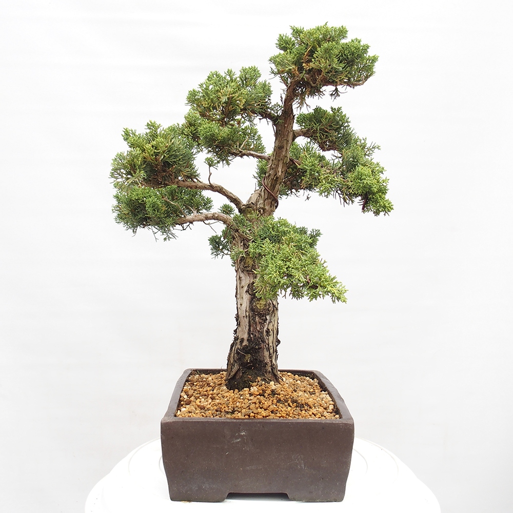 Bonsai plenerowe - Juniperus chinensis  - chiński jałowiec 