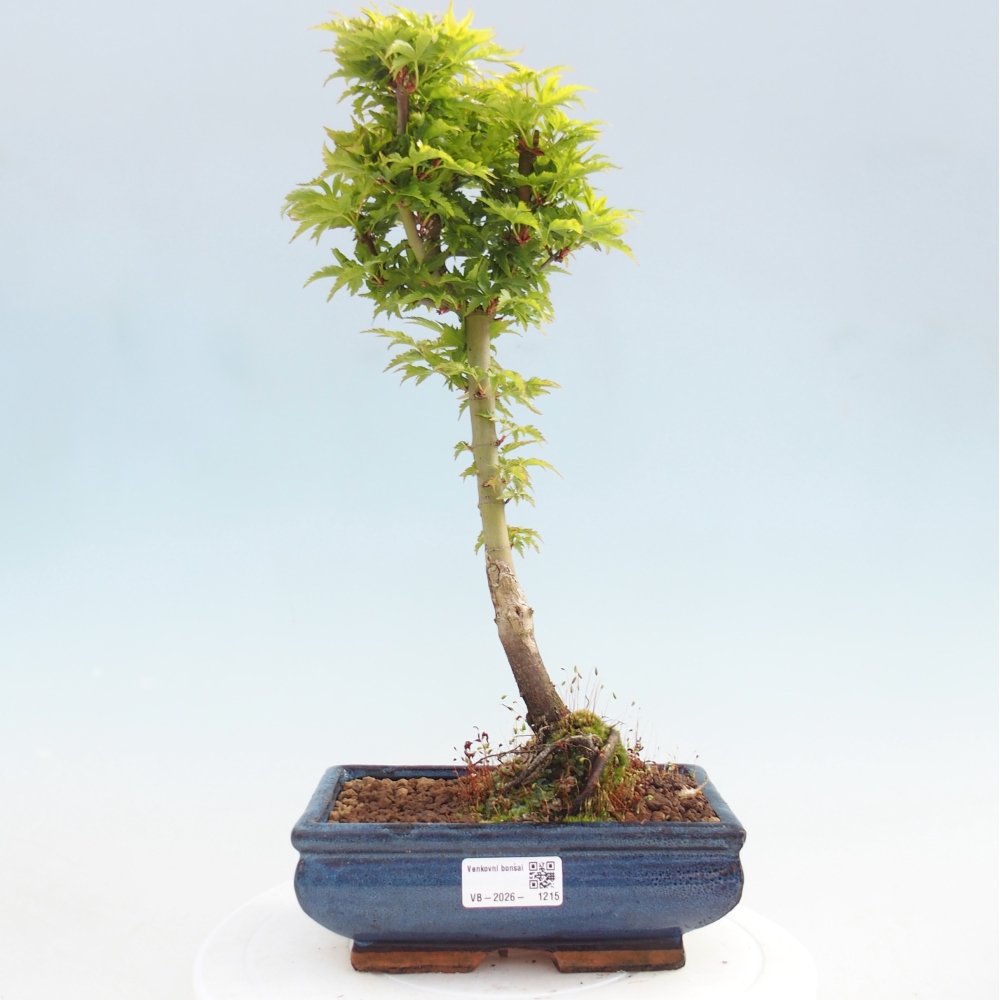Outdoor bonsai - palma jaworowa Acer palmatum Shishigashira