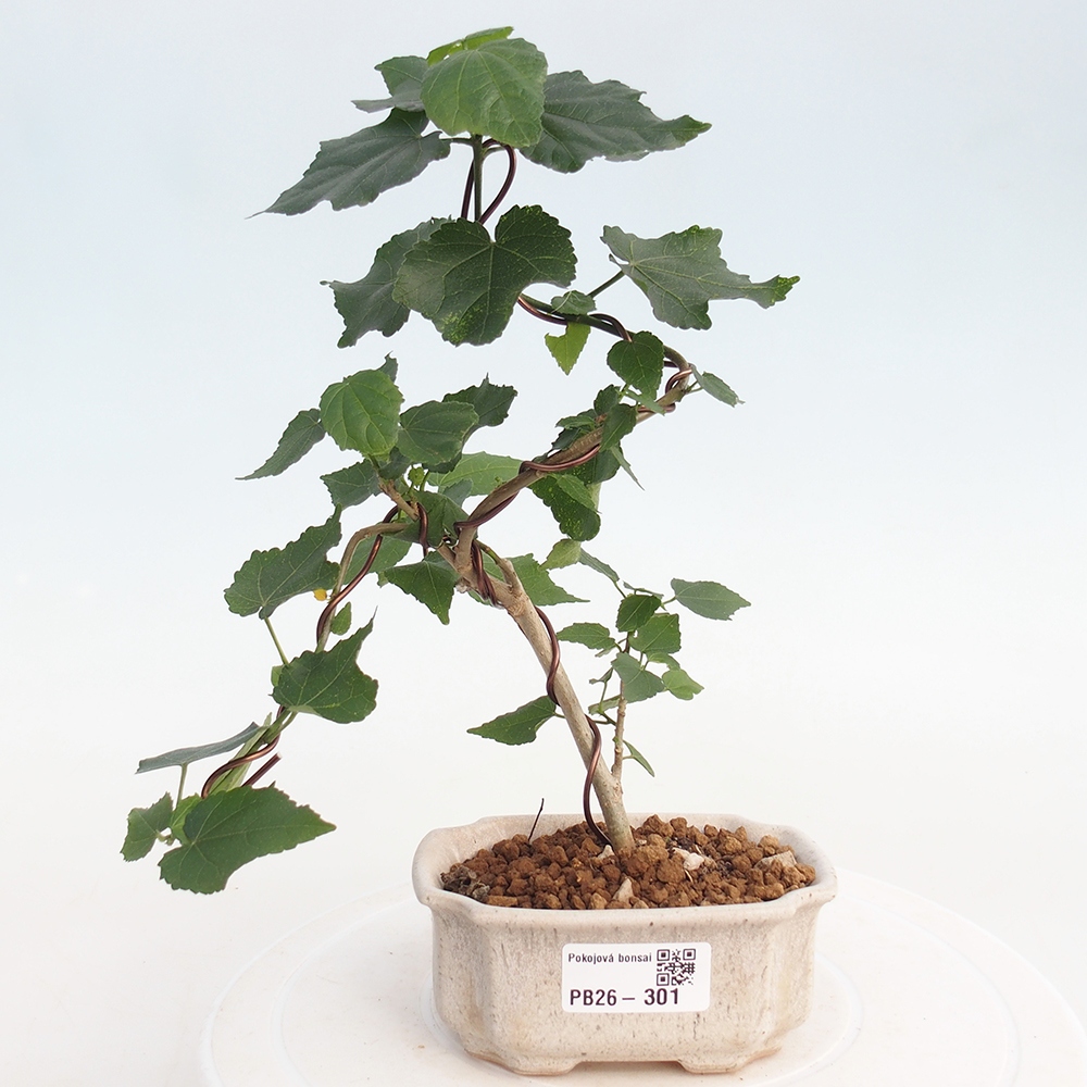 Bonsai domowe - Malvaviscus arboreus