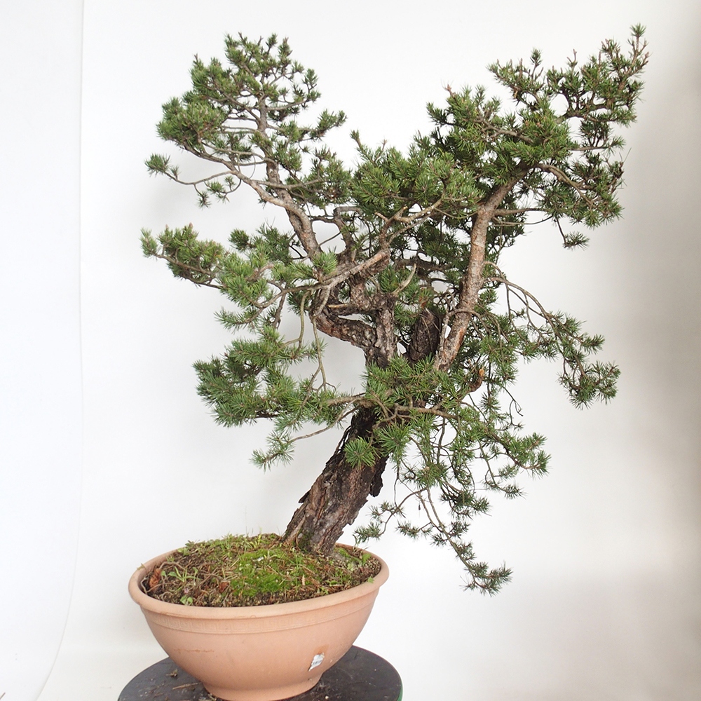 Yamadori - Pinus sylvestris Hiszpania