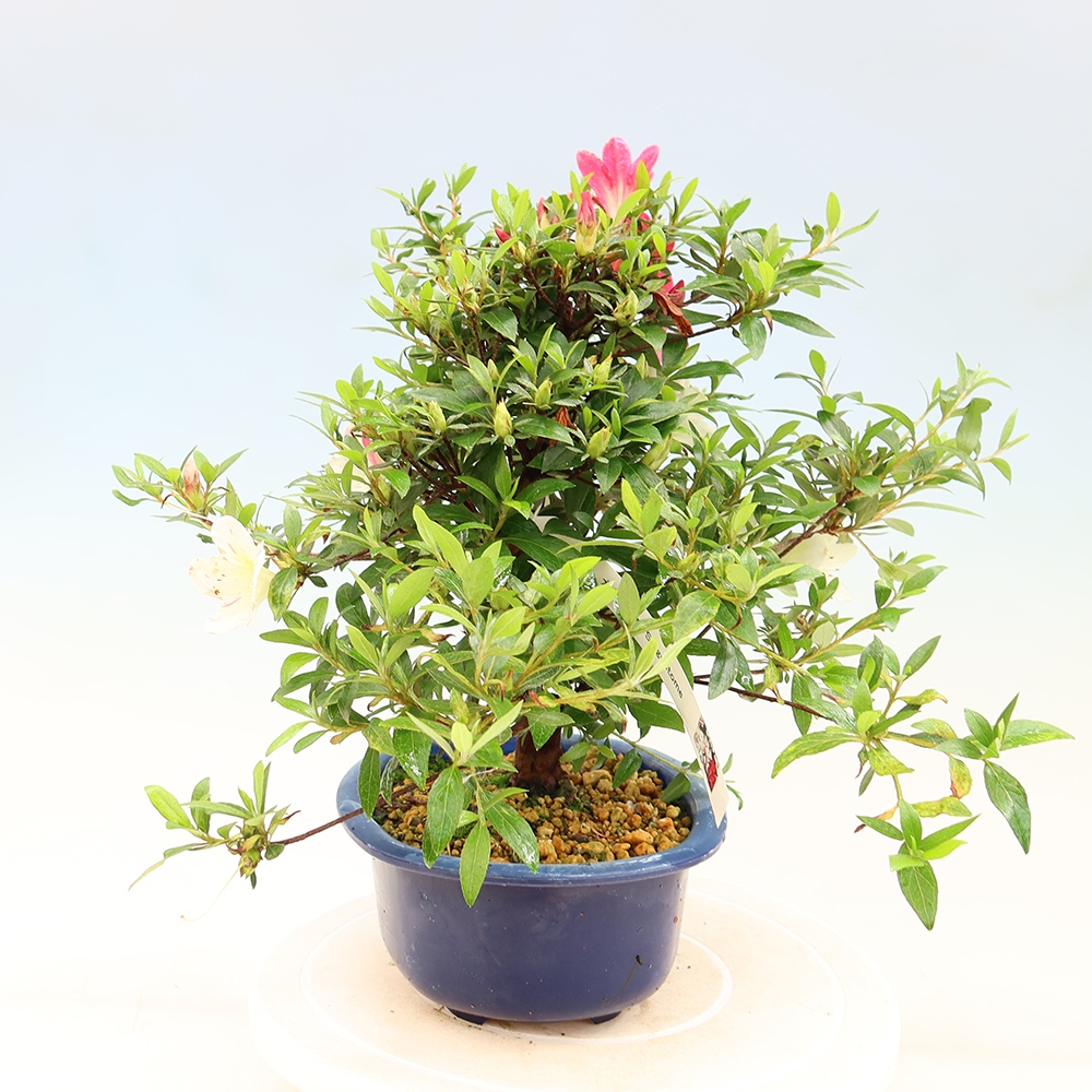 Bonsai zewnętrzne - Azalia japońska - Azalia Suigootome