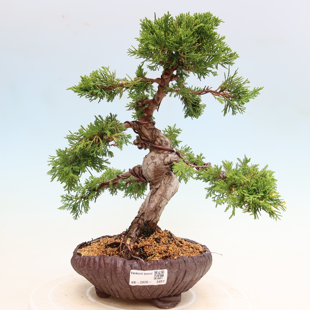 Bonsai ogrodowe – Juniperus chinensis Itoigawa – jałowiec chiński