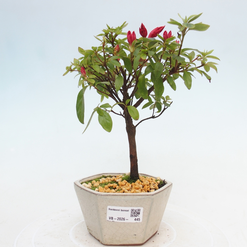 Outdoor bonsai - Azalia japońska - Azalea sp.