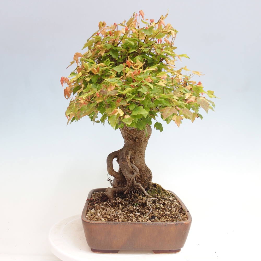 Outdoor bonsai - Maple Buergerianum - Burger Maple