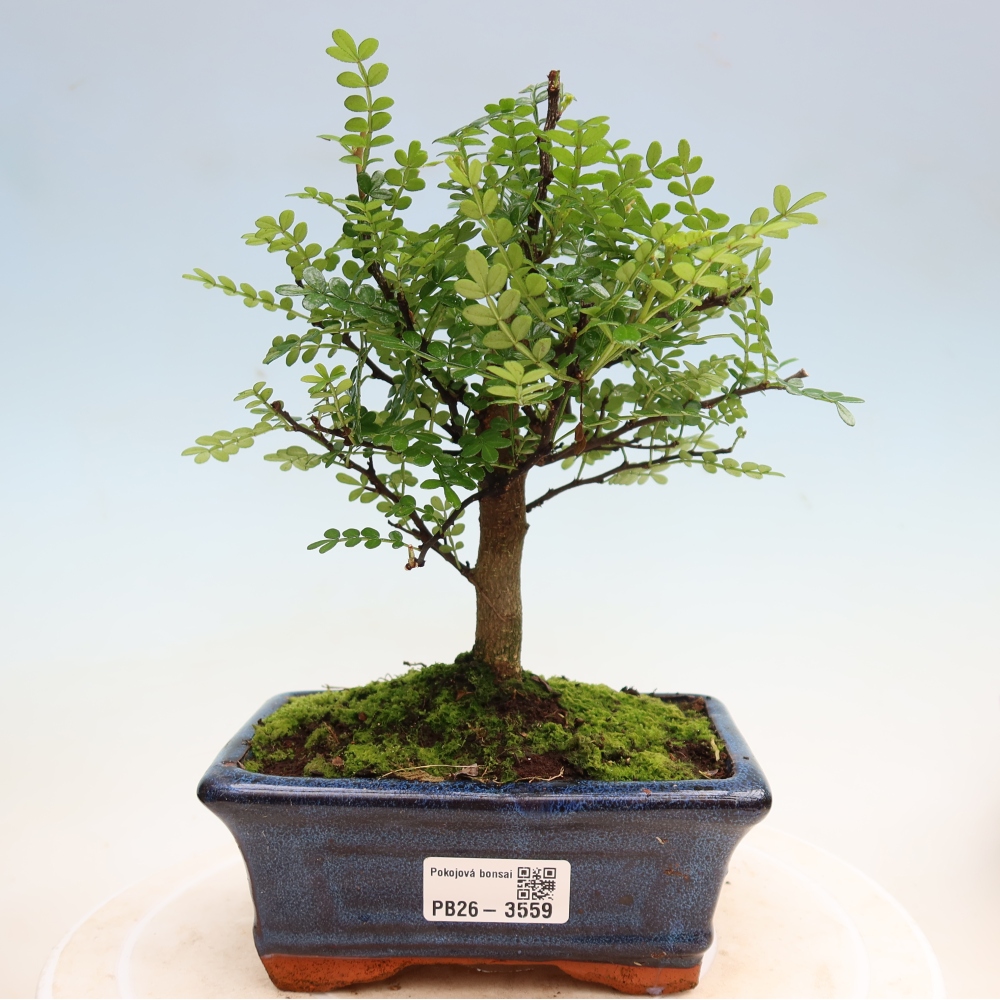 Pokój bonsai - Zantoxylum piperitum - drzewo pieprzowe