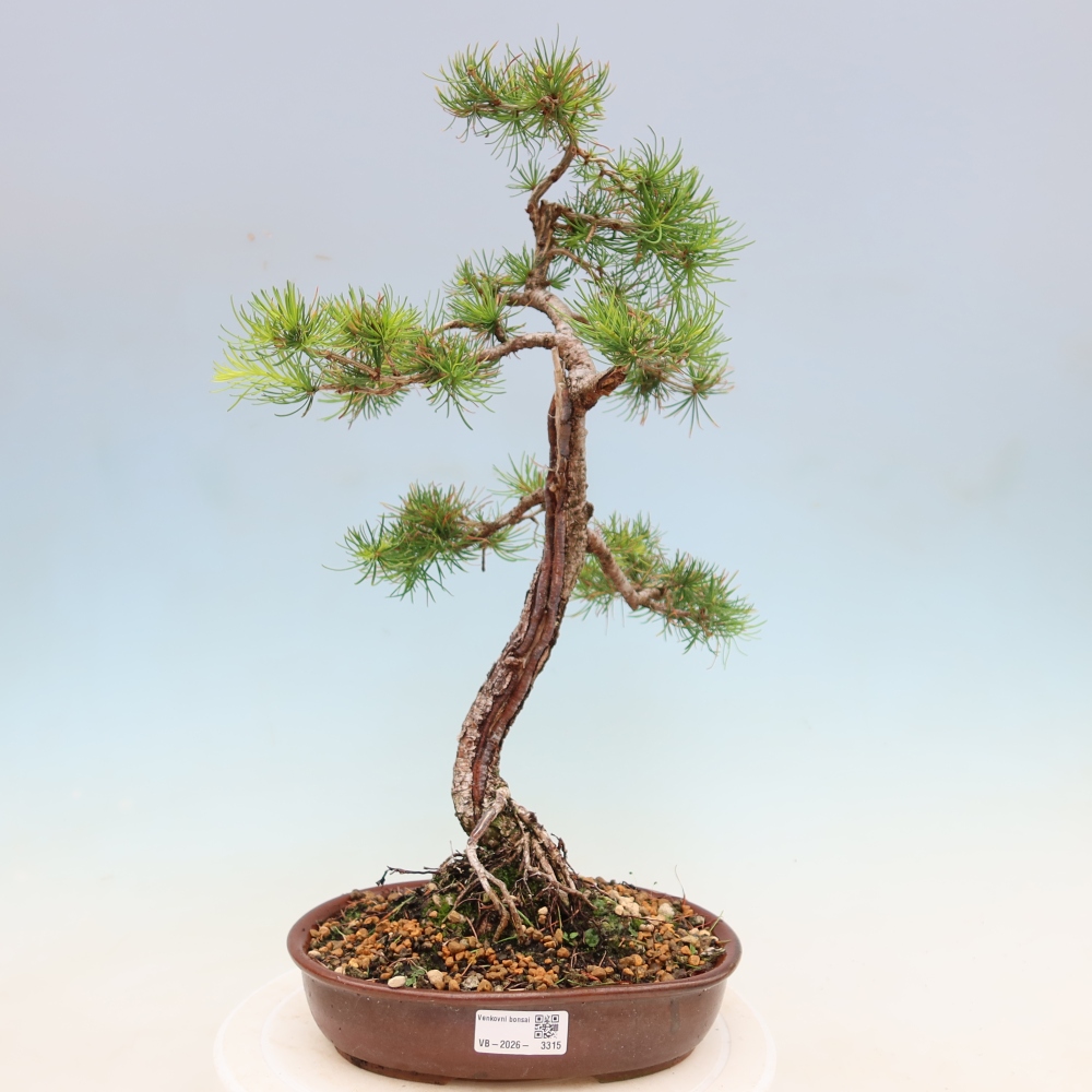 Bonsai zewnętrzne - Larix decidua - Modrzew