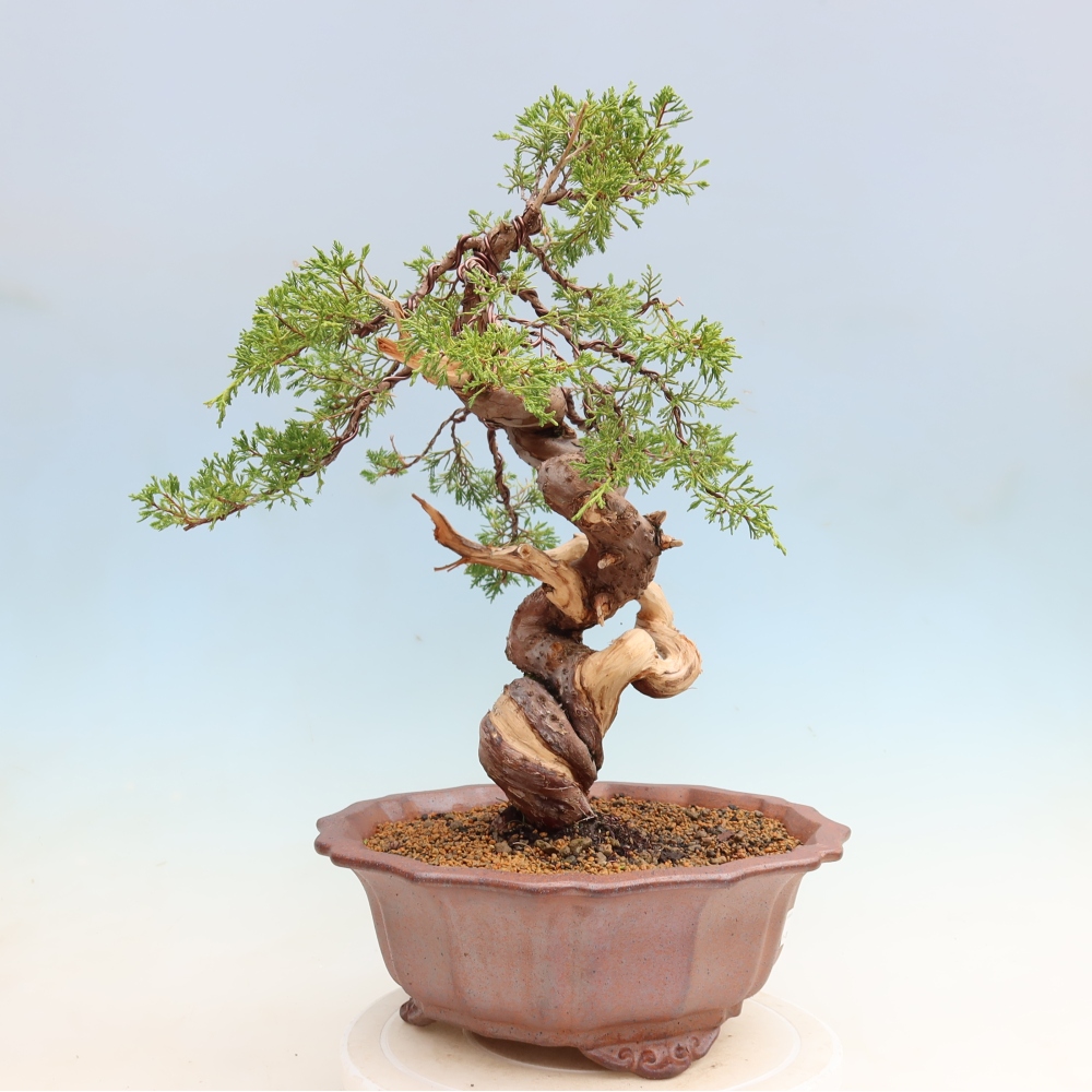 Bonsai ogrodowe – Juniperus chinensis Itoigawa – jałowiec chiński