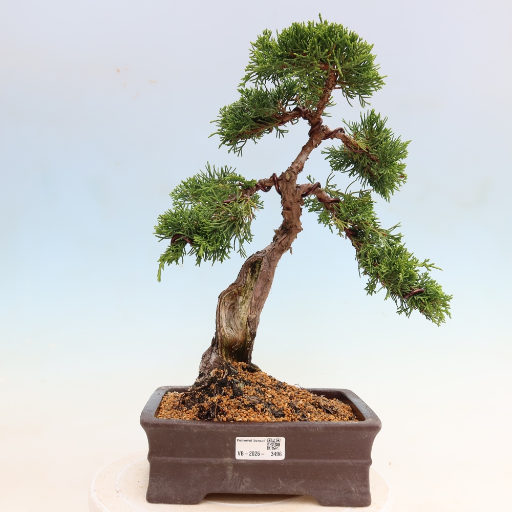 Bonsai ogrodowe – Juniperus chinensis Itoigawa – jałowiec chiński