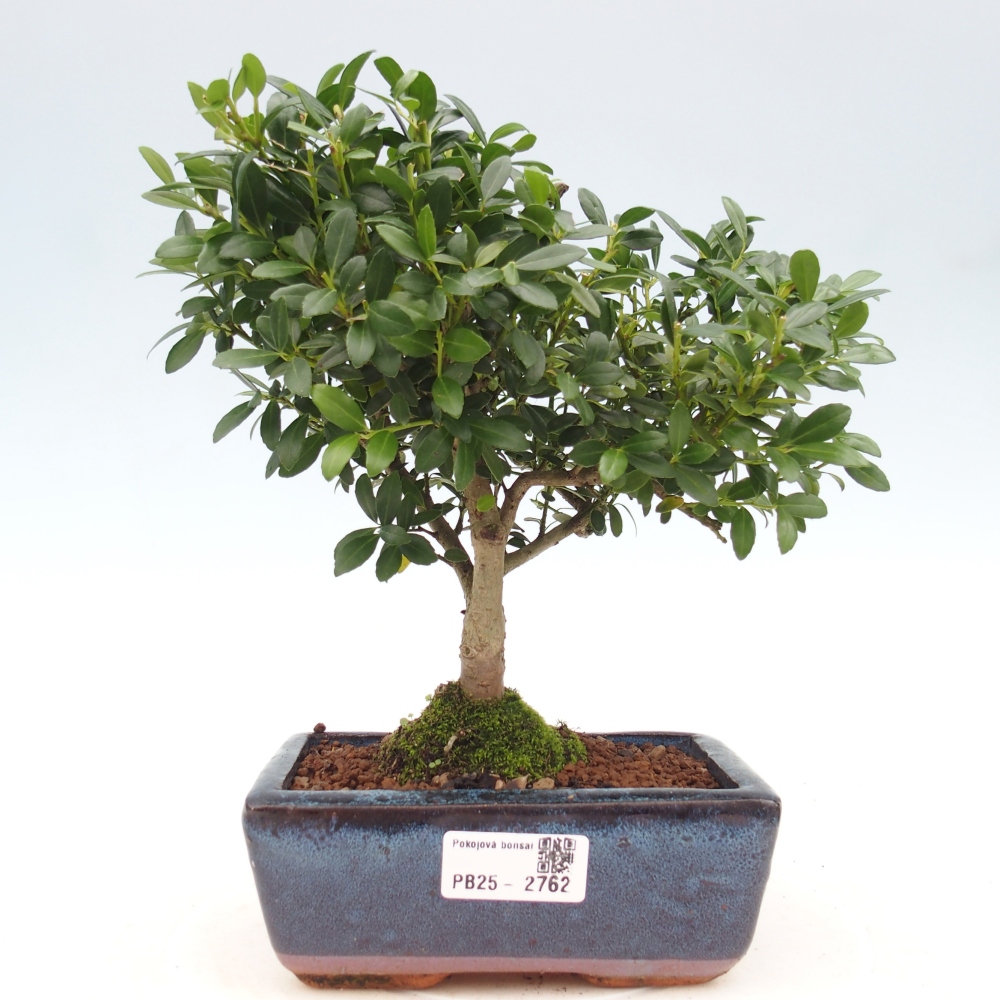 Kryty bonsai - Ilex crenata - Holly