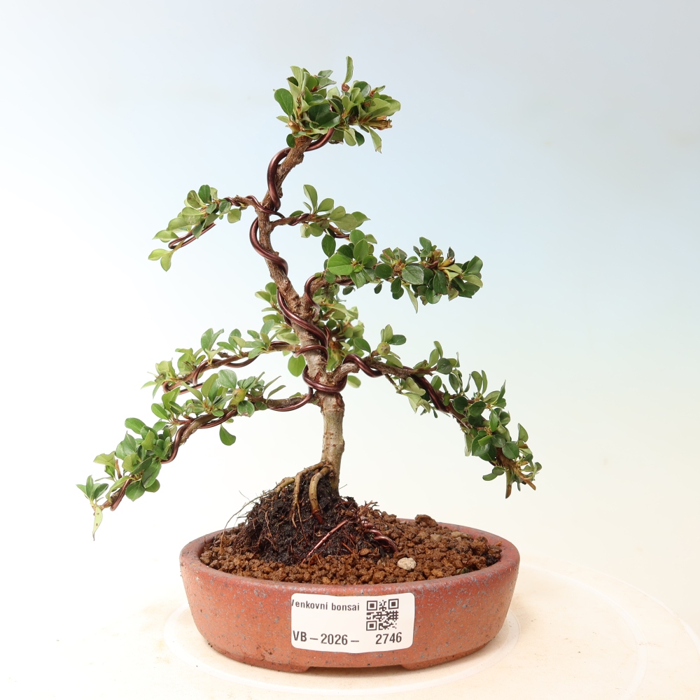 Outdoor bonsai - irga pozioma - Rocky Mountain