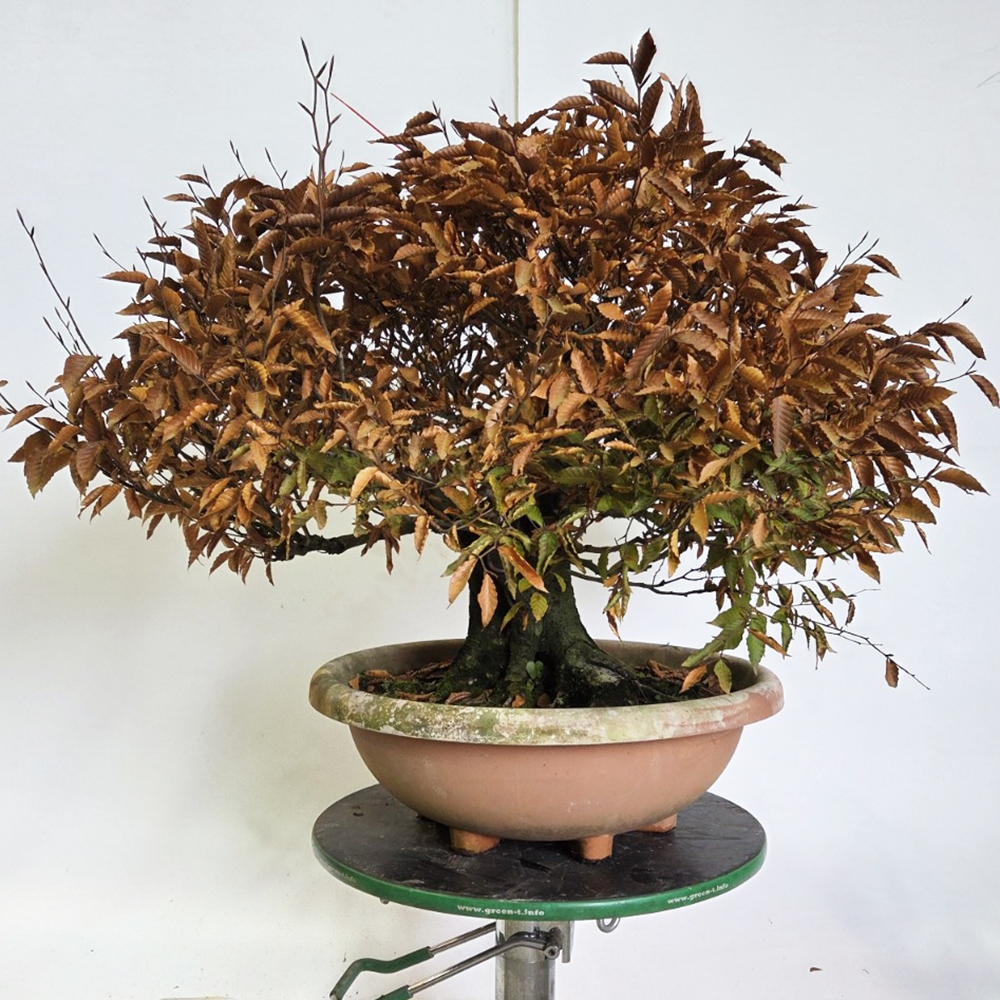 Outdoor bonsai -Fagus crenata