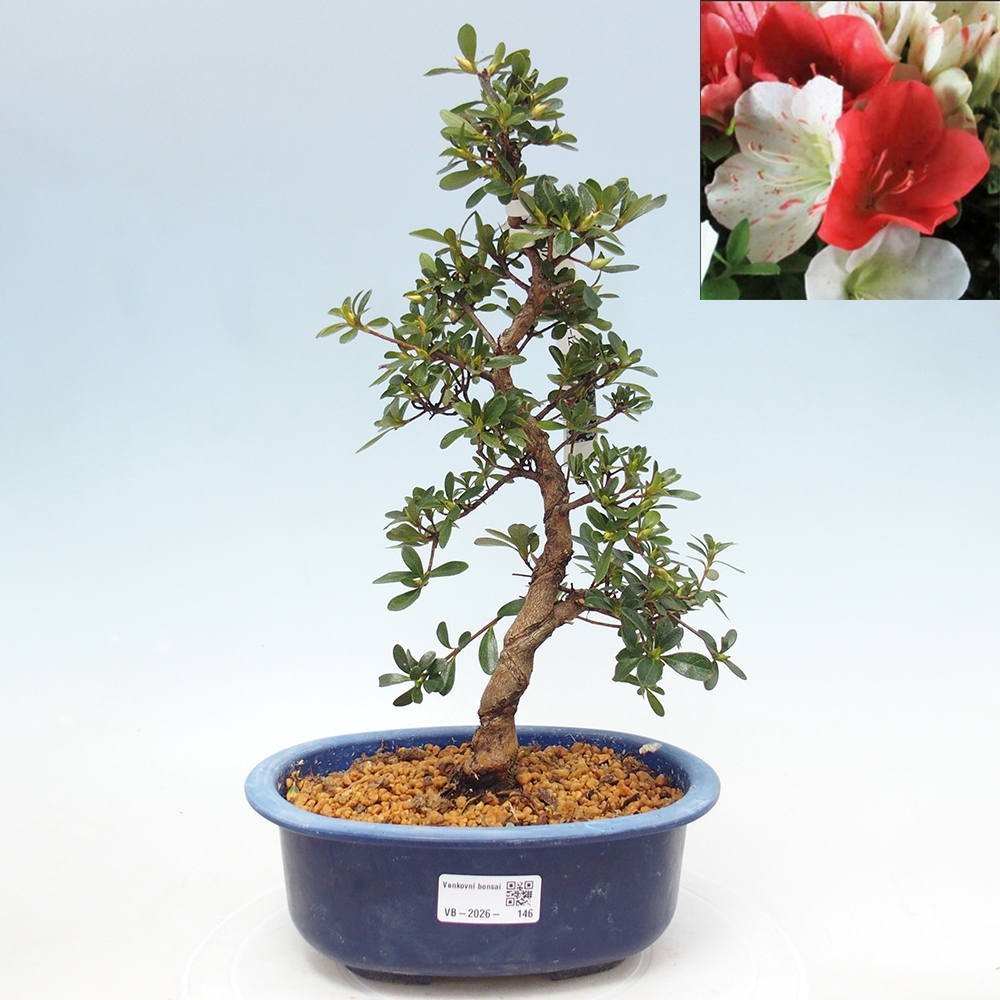 Bonsai zewnętrzne - Azalia japońska - Azalia Asahi-no-izumi