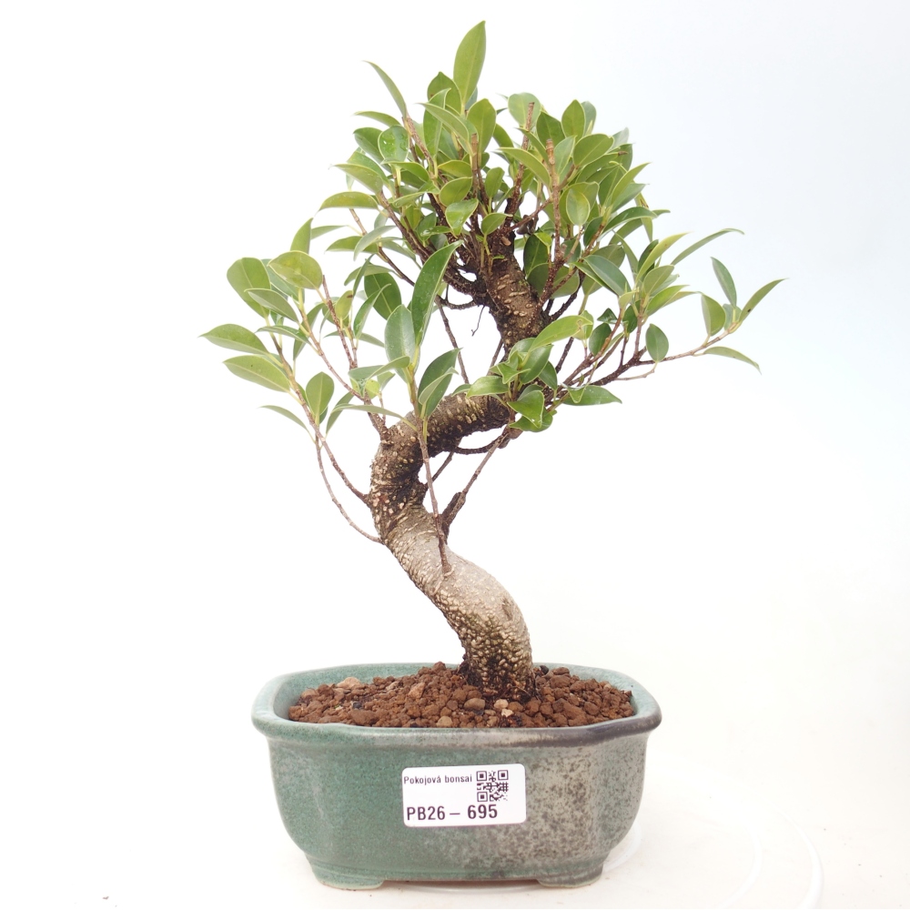 Pokój bonsai - Ficus retusa - figowiec drobnolistny