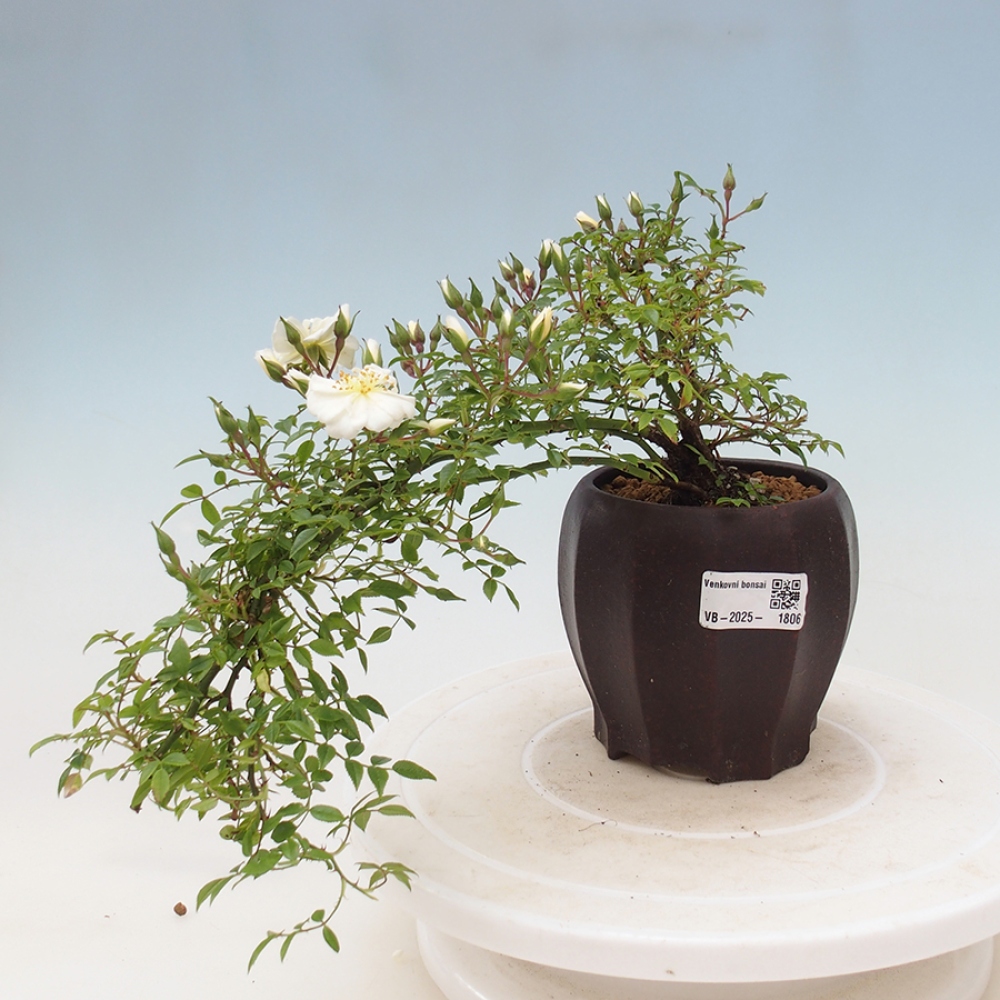 Bonsai na zewnątrz - Rosa Sea Foam - róża 