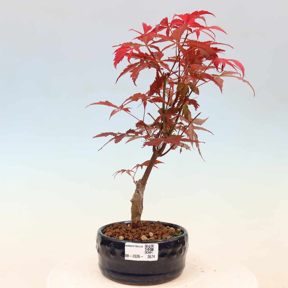 Bonsai na zewnątrz - Palma Acer. Atropurpureum-Javor palmate