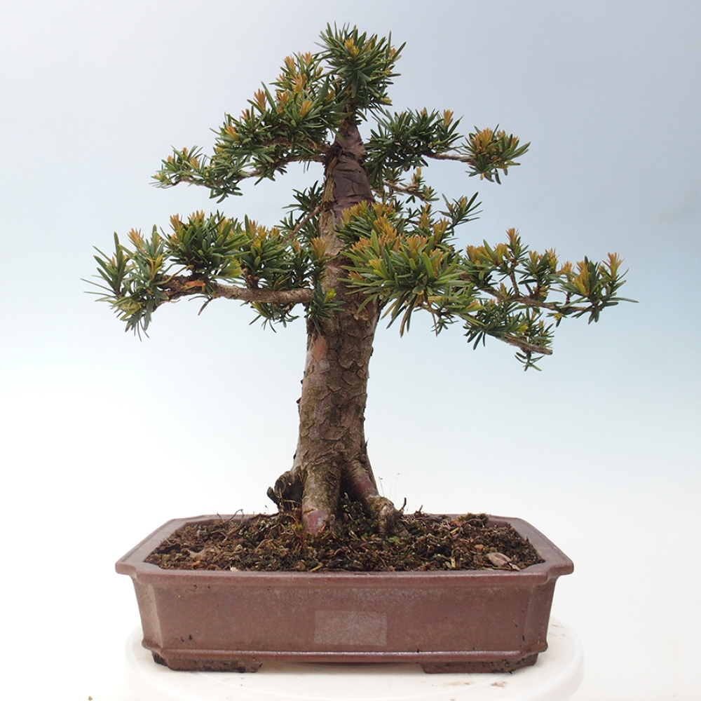 Bonsai na zewnątrz - Taxus cuspidata - cis japoński