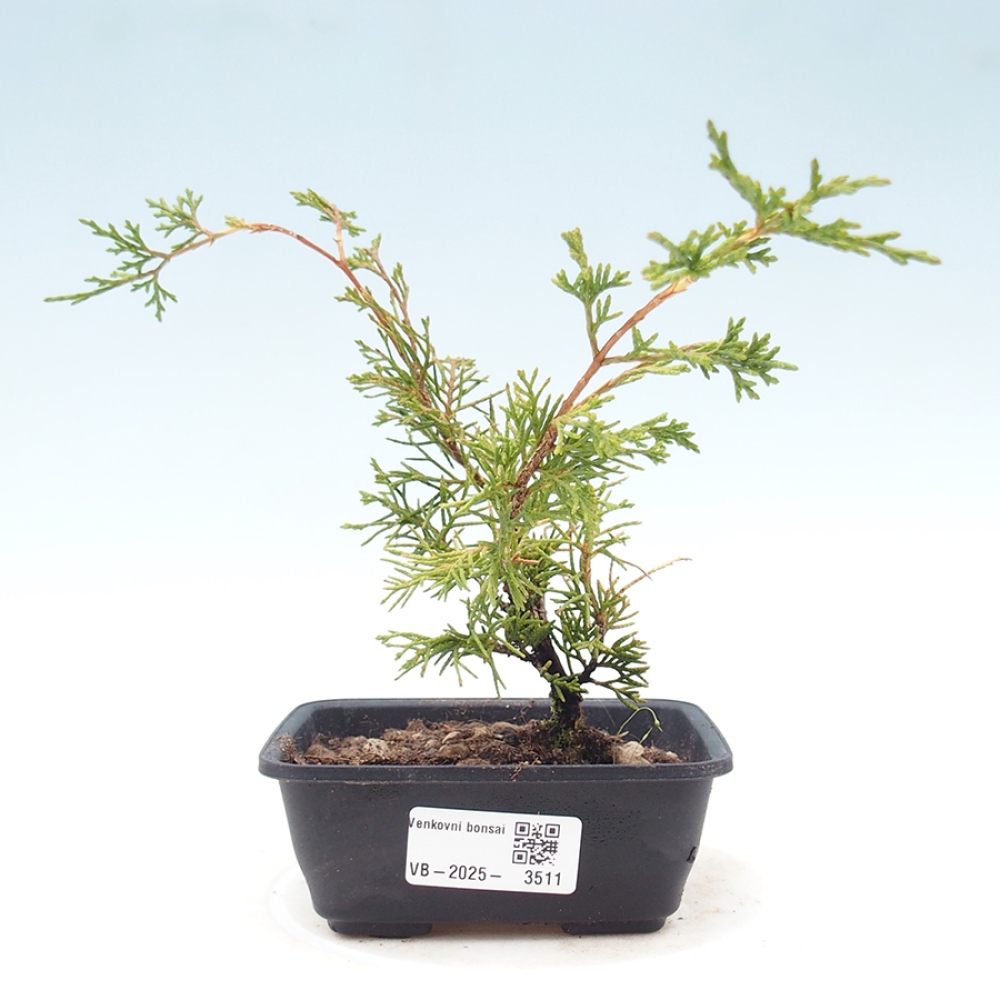 Outdoor bonsai - Juniperus chinensis Itoigawa