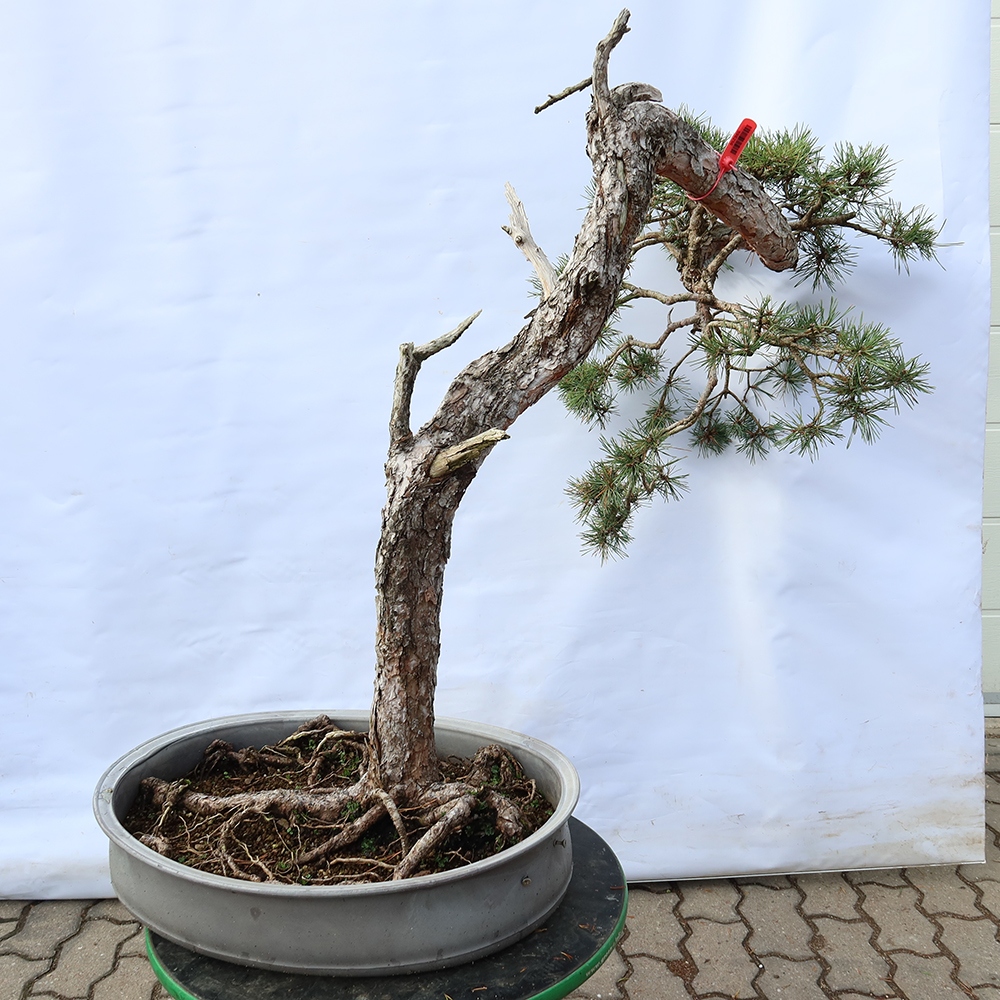 Pinus sylvestris Hiszpania – sosna zwyczajna