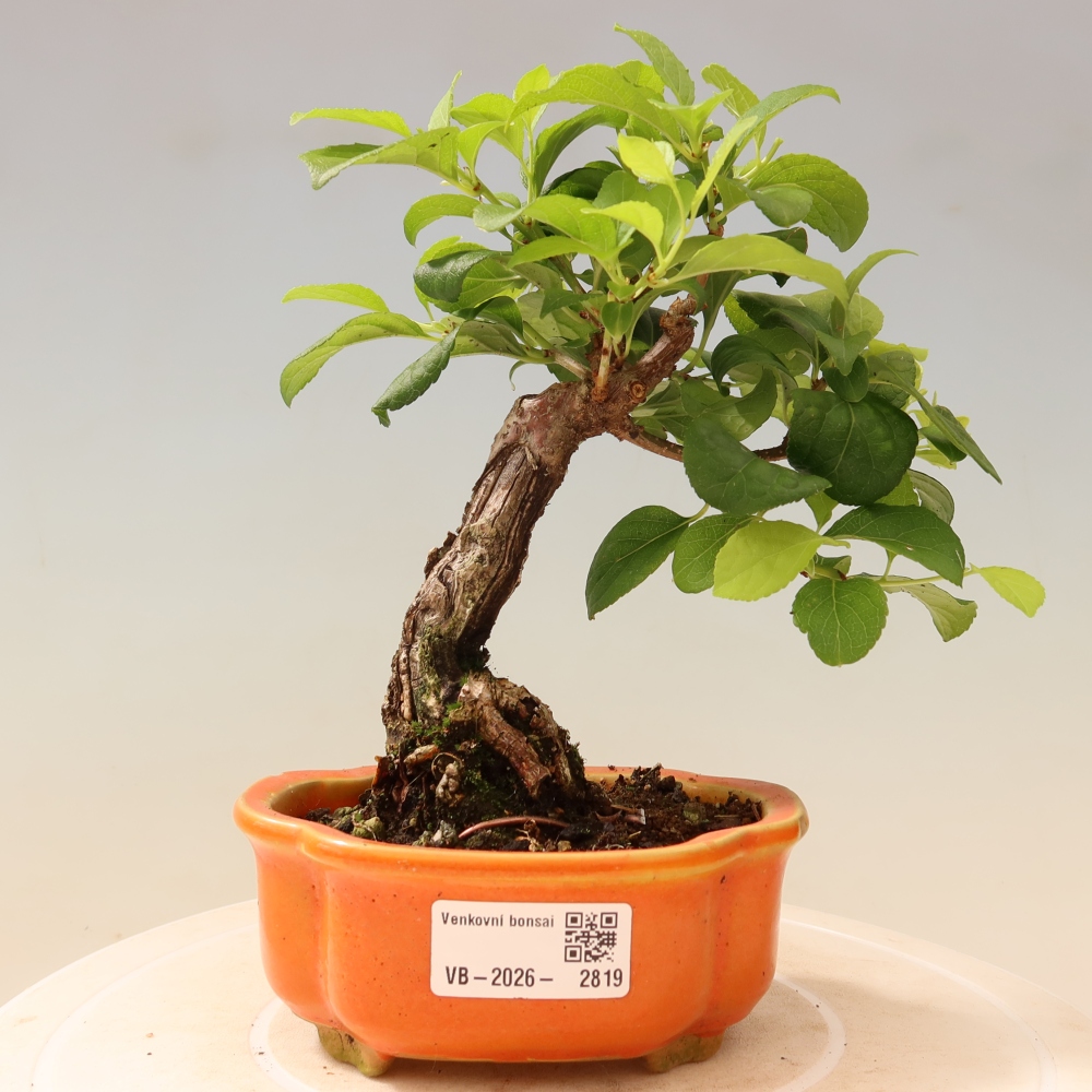 Bonsai zewnętrzne - Celastrus orbiculatus
