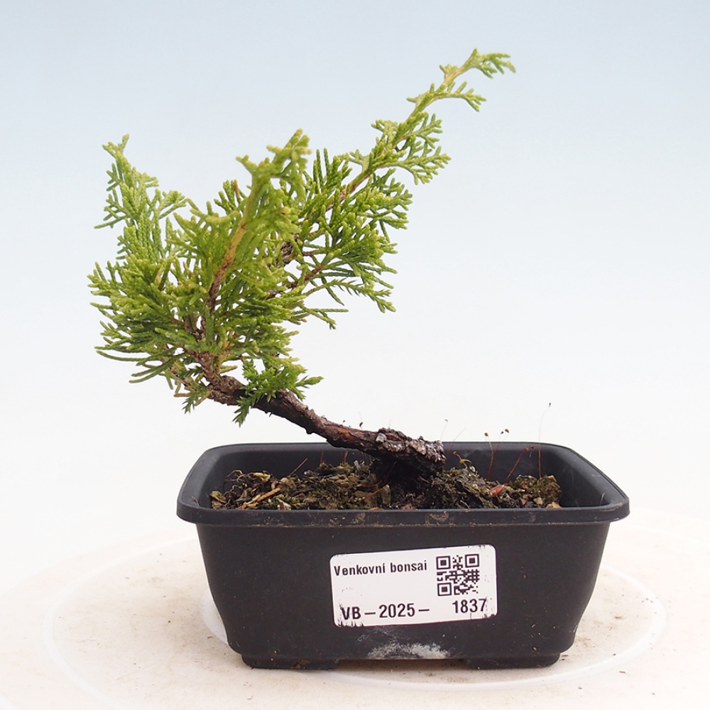 Outdoor bonsai - Juniperus chinensis Itoigawa - Jałowiec chiński
