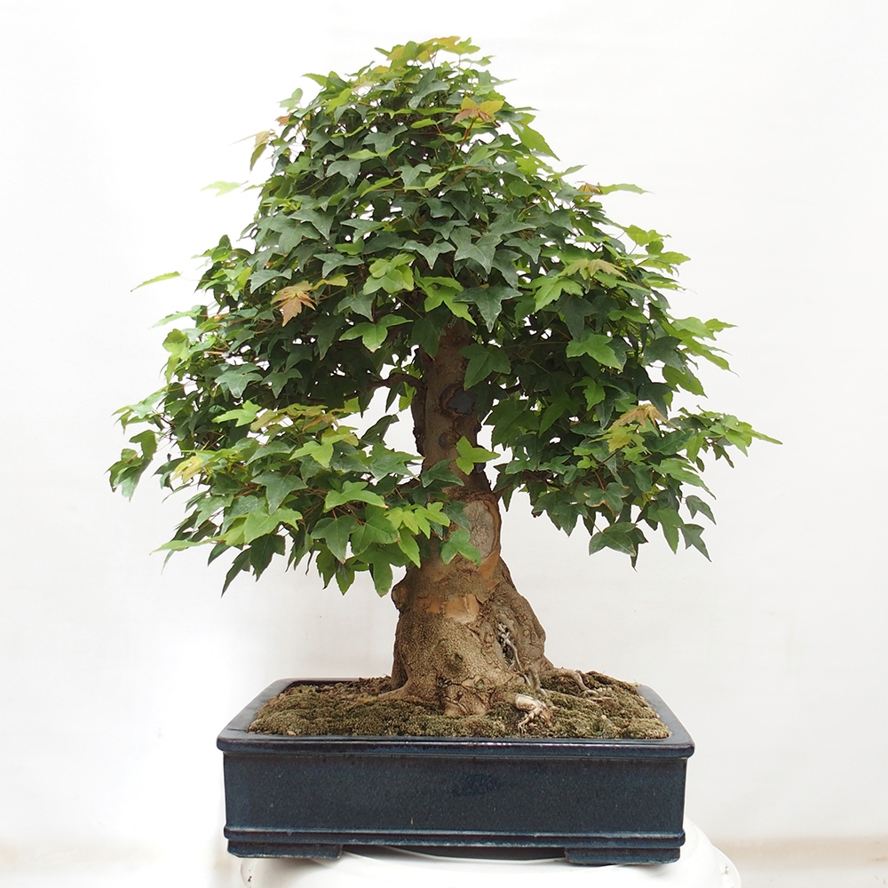 Outdoor bonsai - Maple Buergerianum - Burger Maple