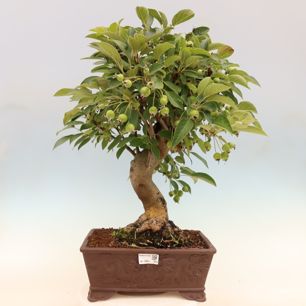 Outdoor bonsai - Malus halliana - Jabłoń drobnoowocowa