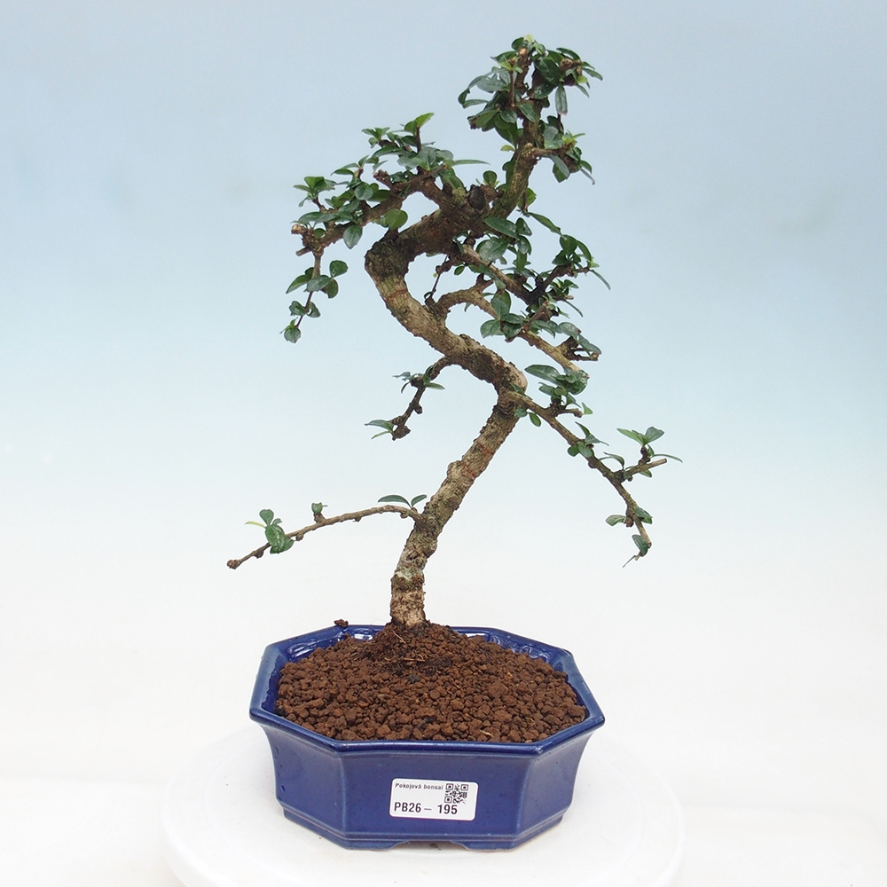 Bonsai pokojowe - Carmona macrophylla - Tea fuki