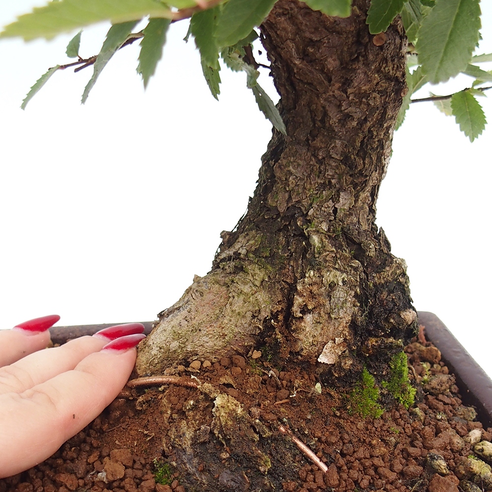 Bonsai na zewnątrz - Zelkova - Zelkova serrata