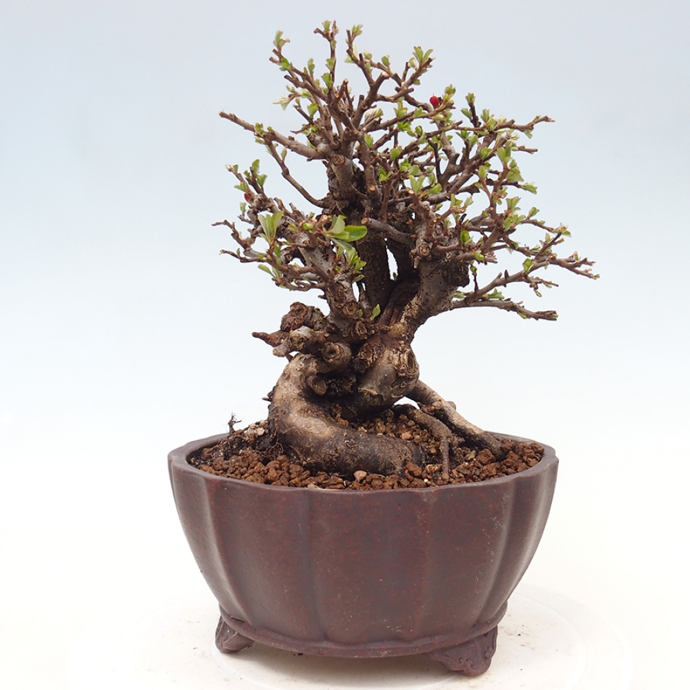 Bonsai zewnętrzne - Chaneomeles speciosa - Pigwa