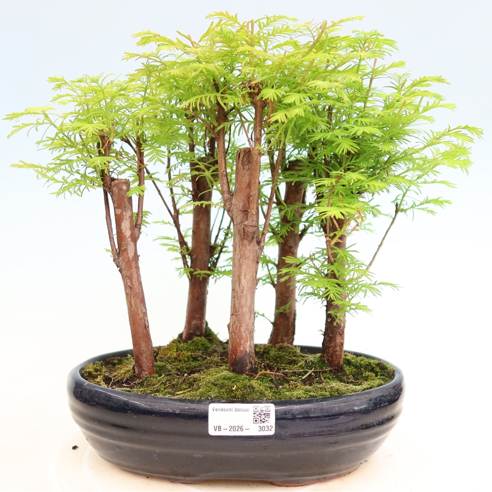Bonsai ogrodowe – Metasequoia glyptostroboides – metasekwoja chińska – zagajnik